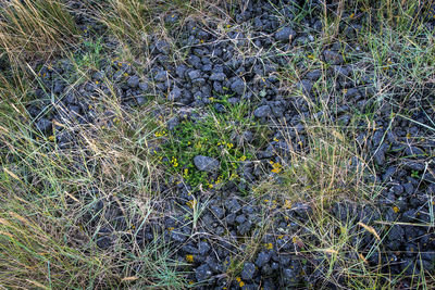 High angle view of plants growing on field