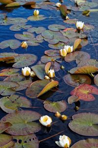 Lotus water lily in lake