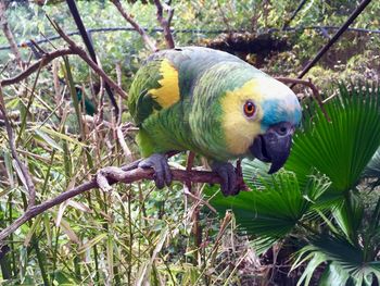 Close-up of parrot perching on tree