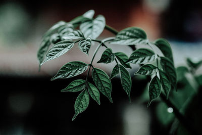 Close-up of leaves