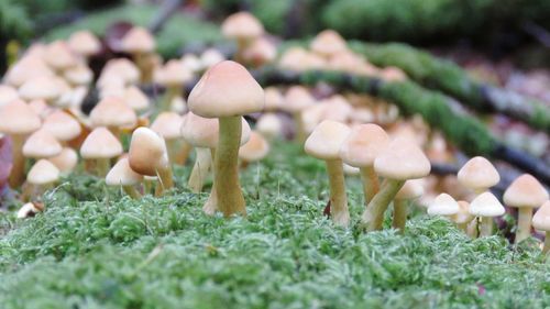 Close-up of mushrooms growing on field