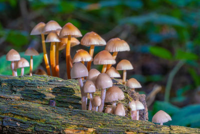 Close up low level view of wild british woodland mushrooms