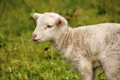 Close-up of sheep on field