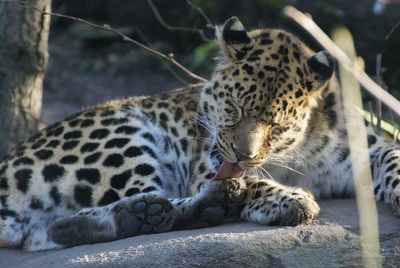 Cat resting in a zoo