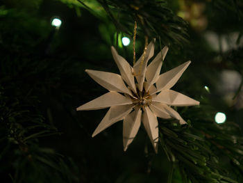 Close-up of illuminated christmas tree