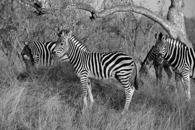Zebras in a field