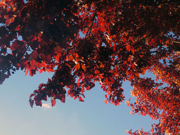 Low angle view of red maple tree against sky