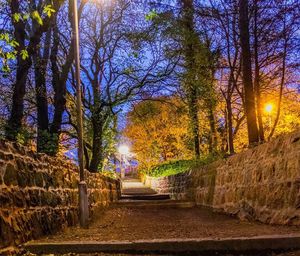 Footpath amidst trees