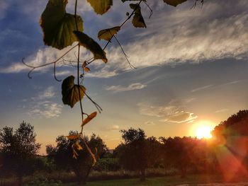 Silhouette trees on field against sky during sunset