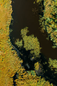 Aerial view of river flowing through forest