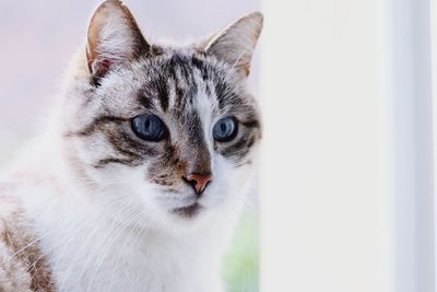 Close-up portrait of a cat