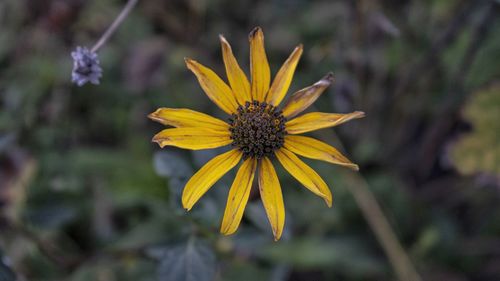 Close-up of yellow flower