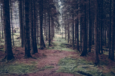 Pine trees in forest