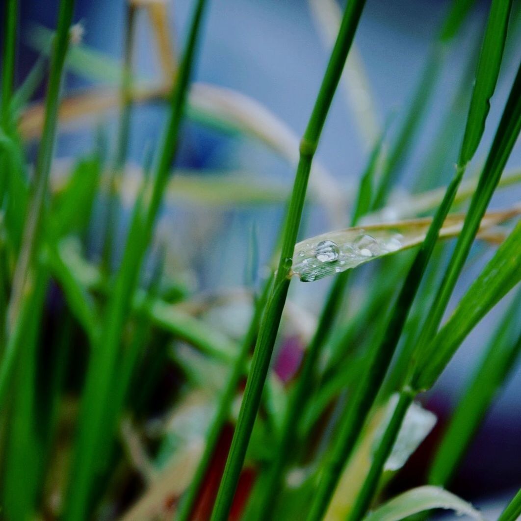 CLOSE-UP OF WATER DROPS ON GREEN GRASS BLADE