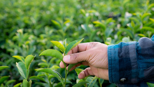 Midsection of person holding plant