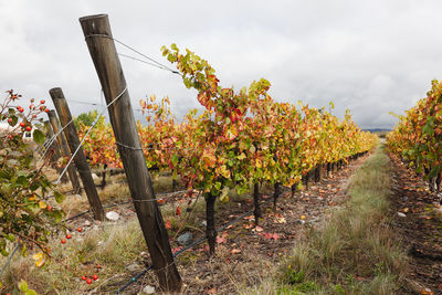 Wine and vineyards around the world - argentina