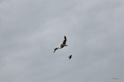 Low angle view of seagulls flying