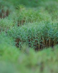 Close-up of green grass in field