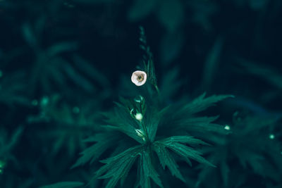 Wild white buttercup flower with green leaves outdoor. beauty in nature. 