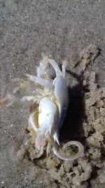 High angle view of crab on beach