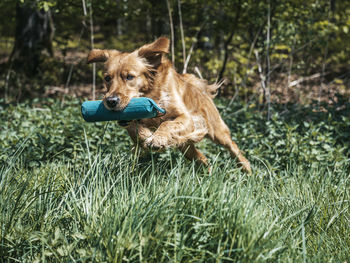 Dog running on grassy field