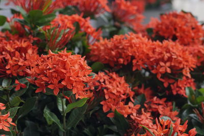 Close-up of red flowers blooming outdoors