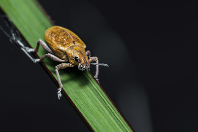Close-up of weevil on the leaf