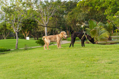 View of dogs on grassy field