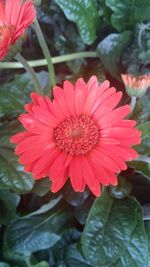 Close-up of red flower blooming outdoors