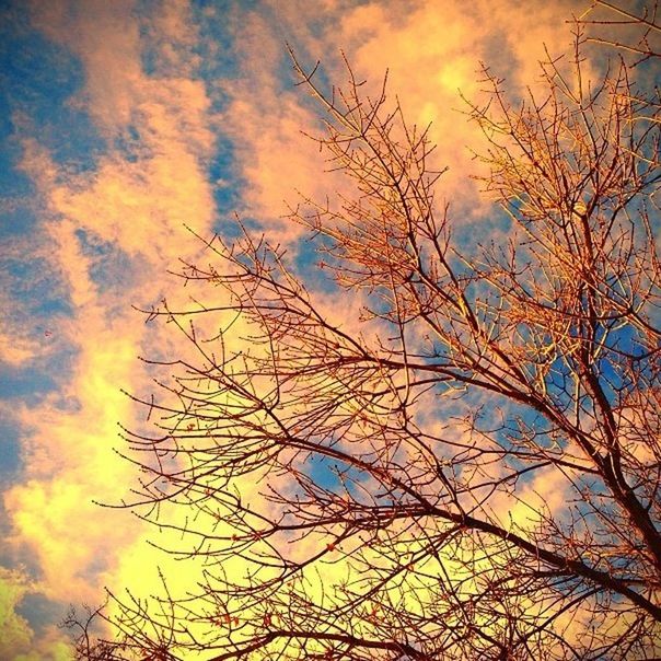 bare tree, branch, tree, sky, sunset, low angle view, tranquility, beauty in nature, cloud - sky, scenics, silhouette, nature, orange color, tranquil scene, idyllic, cloud, autumn, outdoors, cloudy, no people