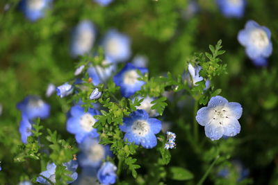 Close-up of purple flowering plants
