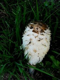 High angle view of mushrooms growing on field