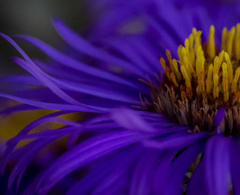 Close-up of purple flowering plant