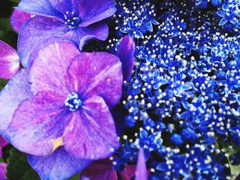 Close-up of purple flowers blooming outdoors