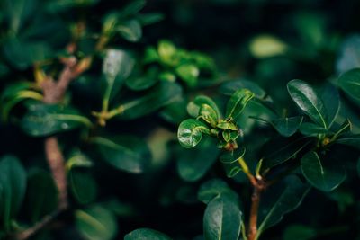 Close-up of plant growing