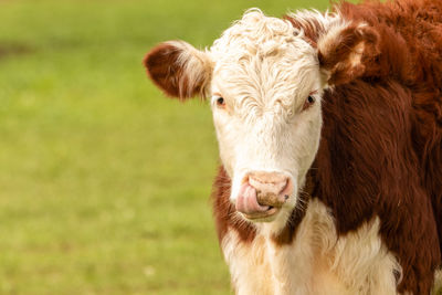 Portrait of cow