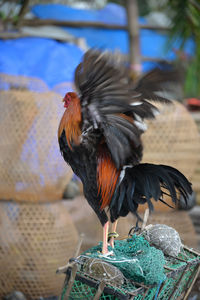 Close-up of rooster
