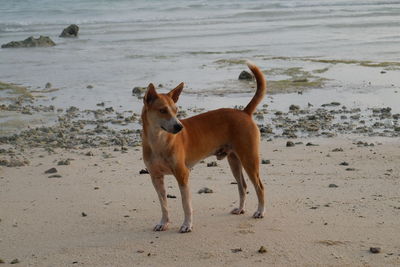 Horse standing on beach