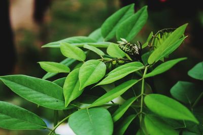 Close-up of insect on plant