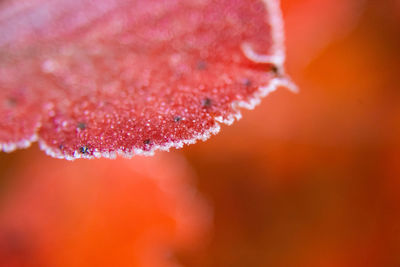 Close-up of water drops on pink flower