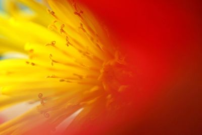 Macro shot of yellow flowering plant