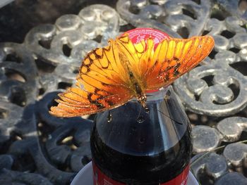 Close-up of orange flower