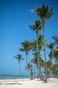 Palm trees on beach against clear blue sky