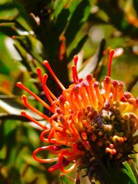 Close-up of red flowering plant