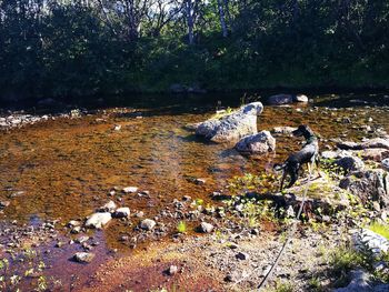 River in forest
