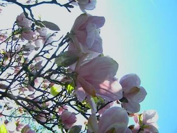 Low angle view of flower tree