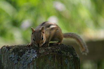 Close-up of squirrel on rock