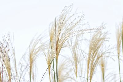 Close-up of stalks against clear sky