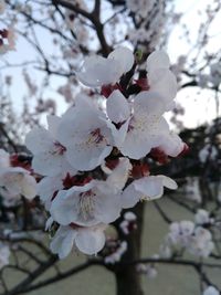 Close-up of apple blossoms in spring