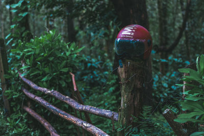 Close-up of mushroom growing in forest